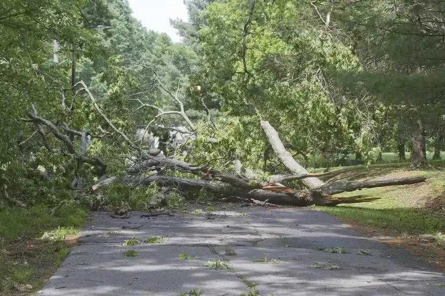 Tree Service