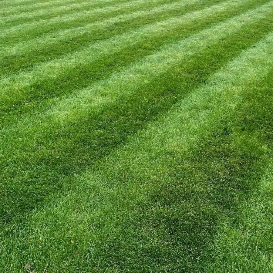Lawn Maintenance & Mowing